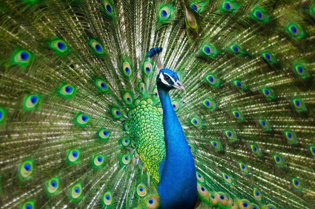 Lucky Peacock